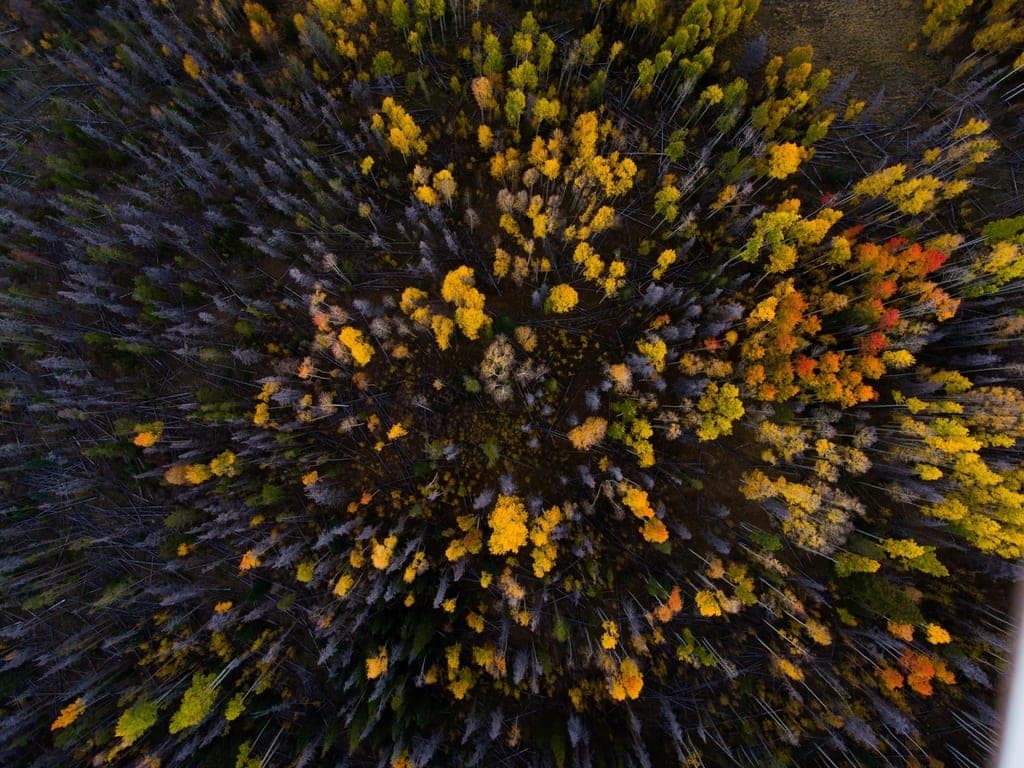 Forest canopy seen from directly above