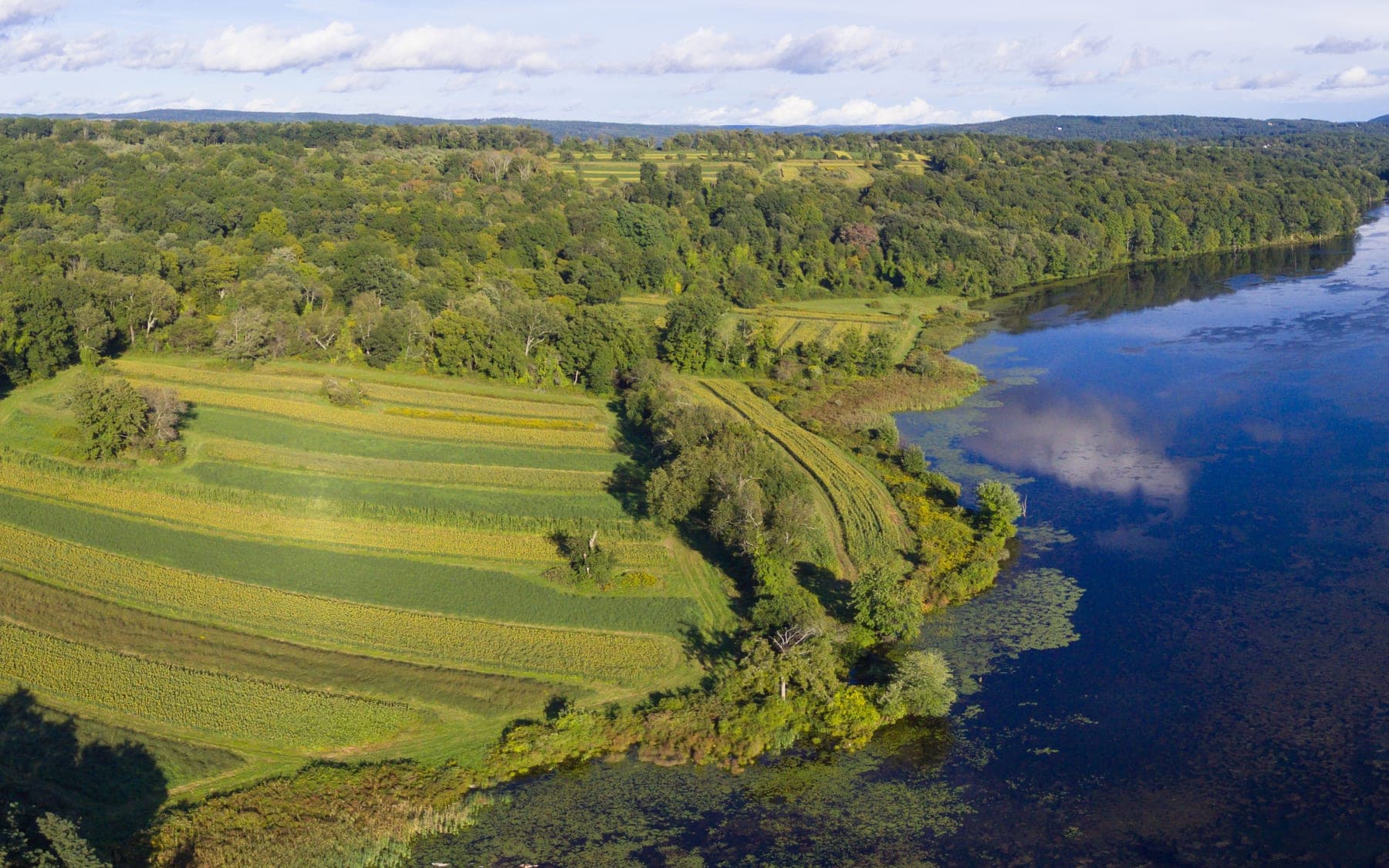 Aerial view of contour-strip cropland meeting a vegetated reservoir shoreline